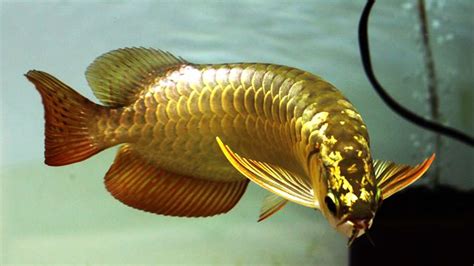 10 Jenis Ikan Hias Termahal yang Mewah dan Eksotis